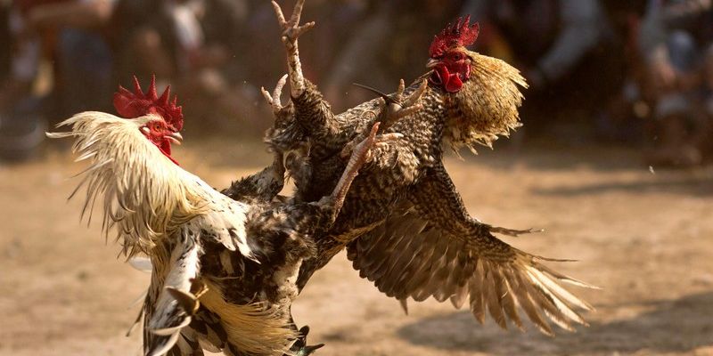 Gà xám là gì? Bí kíp chăm sóc gà siêu hiệu quả